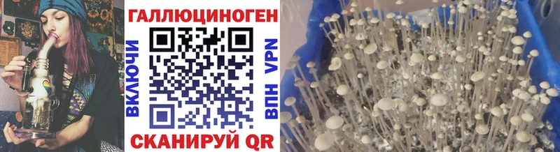 Купить закладки  Кимры  Псилоцибиновые грибы GOLDEN TEACHER 